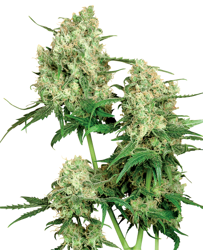 Maple Leaf Indica Reguliere zaden wietzaden van Sensi Seeds