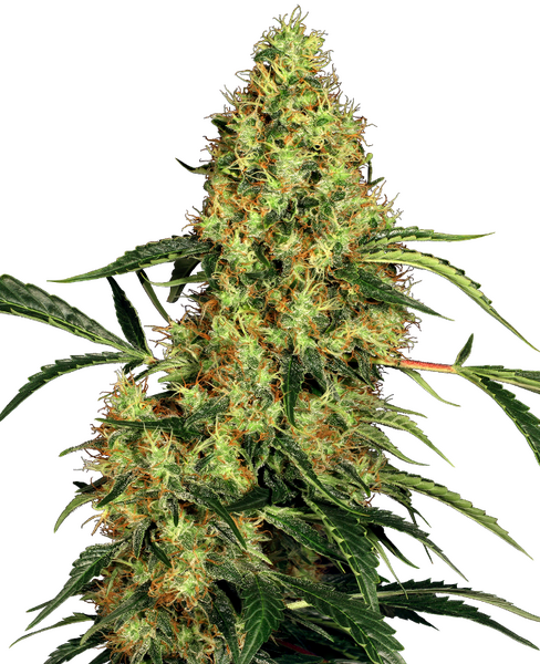Mexican Sativa feminized cannabis seeds from Sensi Seeds