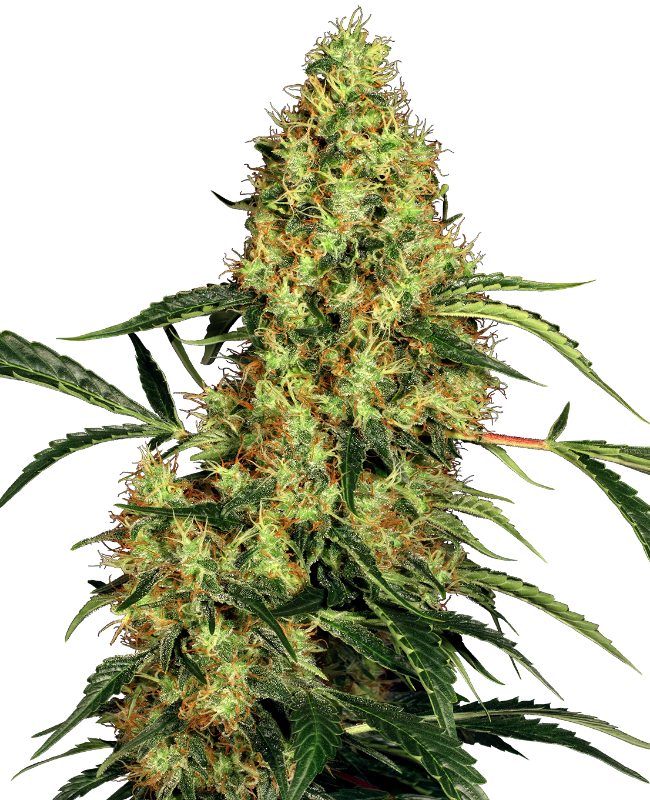 Mexican Sativa Reguliere zaden wietzaden van Sensi Seeds