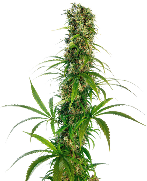 Michka® feminized cannabis seeds from Sensi Seeds