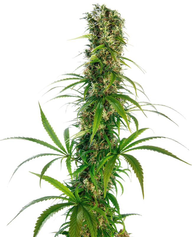 Michka® Gefeminiseerde zaden wietzaden van Sensi Seeds