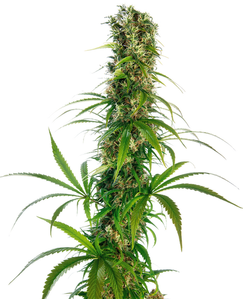 Michka® regular cannabis seeds from Sensi Seeds
