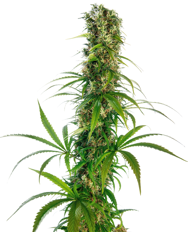 Michka® Reguliere zaden wietzaden van Sensi Seeds