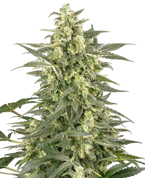 Mighty Dwarf Automatic Cannabis Samen von Sensi Seeds — autoflower