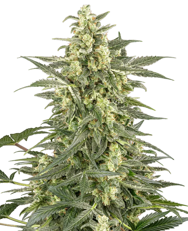 Mighty Dwarf Automatic wietzaden van Sensi Seeds — autoflower