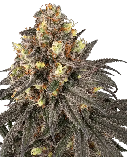 Molotov feminized cannabis seeds from Sensi Seeds