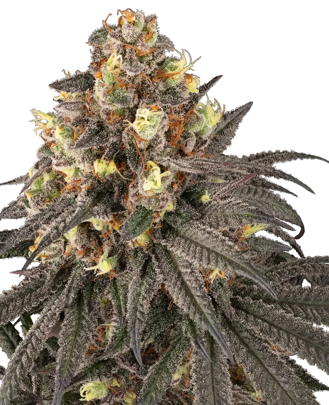 Molotov Gefeminiseerde wietzaden van Sensi Seeds