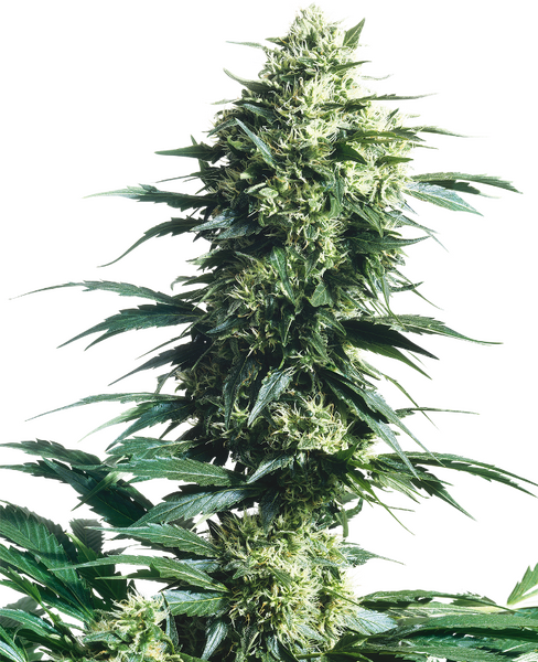 Mother's Finest regular cannabis seeds from Sensi Seeds — sativa-dominant