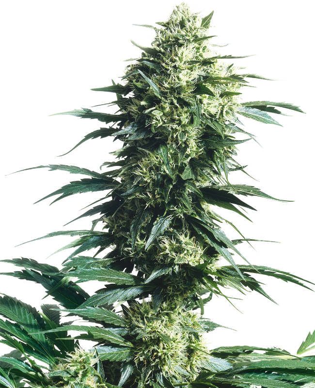 Mother's Finest Reguliere zaden wietzaden van Sensi Seeds — sativa-dominant