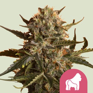 Mother Gorilla wietzaden van Royal Queen Seeds — sativa-dominant, THC 30%