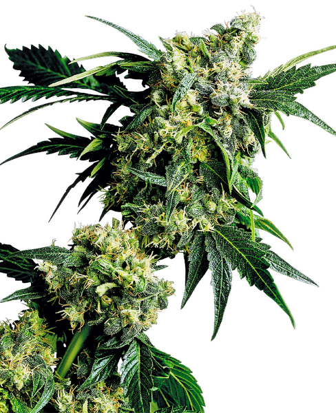 Mr Nice G13 X Hash Plant regular cannabis seeds from Sensi Seeds