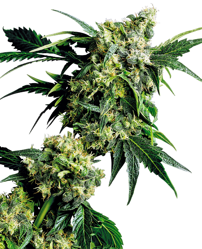 Mr Nice G13 X Hash Plant Reguliere zaden wietzaden van Sensi Seeds