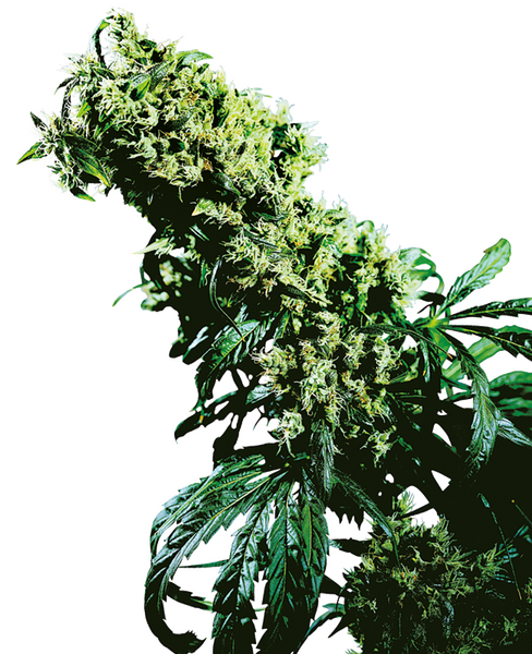 Northern Lights #5 x Haze feminized cannabis seeds from Sensi Seeds — sativa-dominant