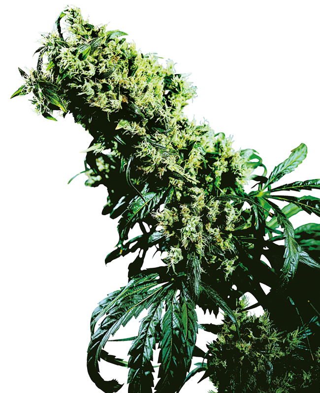 Northern Lights #5 x Haze Reguliere zaden wietzaden van Sensi Seeds — sativa-dominant