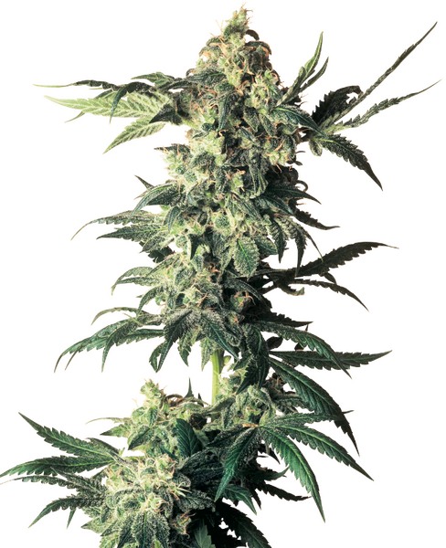 Northern Lights regular cannabis seeds from Sensi Seeds — indica-dominant