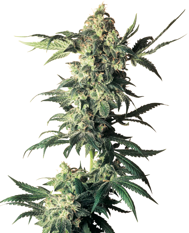 Northern Lights Reguliere zaden wietzaden van Sensi Seeds — indica-dominant