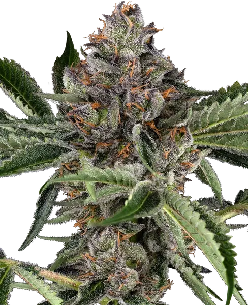Papaya Jealousy feminized cannabis seeds from Sensi Seeds