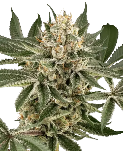 Peach Cooler feminized cannabis seeds from Sensi Seeds