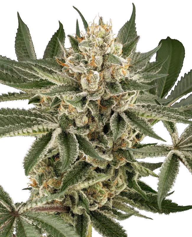 Peach Cooler Gefeminiseerde wietzaden van Sensi Seeds
