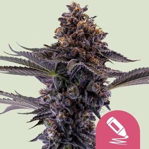 Permanent Marker wietzaden van Royal Queen Seeds — indica-dominant, THC 28%