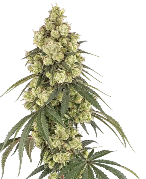 Pink Pineapple feminized cannabis seeds from Sensi Seeds
