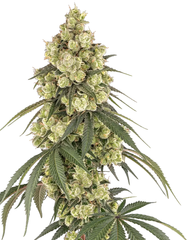 Pink Pineapple Gefeminiseerde wietzaden van Sensi Seeds