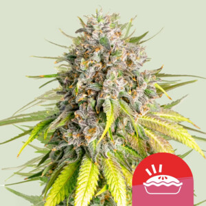 Punch Pie wietzaden van Royal Queen Seeds — indica-dominant, THC 22%