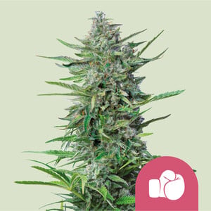 Purple Punch wietzaden van Royal Queen Seeds — indica-dominant, THC 21%