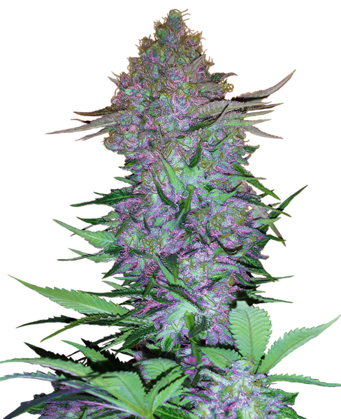 Purple Skunk Automatic zaden Cannabis Samen von Sensi Seeds — autoflower, indica-dominant
