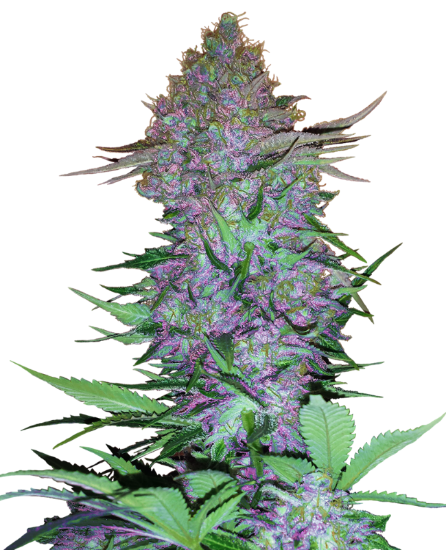 Purple Skunk Automatic zaden wietzaden van Sensi Seeds — autoflower, indica-dominant