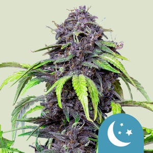 Purplematic CBD wietzaden van Royal Queen Seeds — sativa-dominant, THC 0,5%