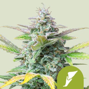 Quick One wietzaden van Royal Queen Seeds — indica-dominant, THC 13%