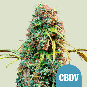 Royal CBDV Automatic wietzaden van Royal Queen Seeds — autoflower, sativa-dominant, THC 0,3%