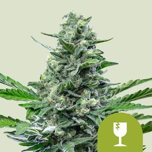 Royal Critical Auto wietzaden van Royal Queen Seeds — autoflower, indica-dominant, THC 14%