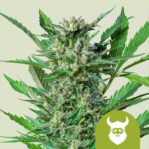 Royal Dwarf wietzaden van Royal Queen Seeds — sativa-dominant, THC 13%