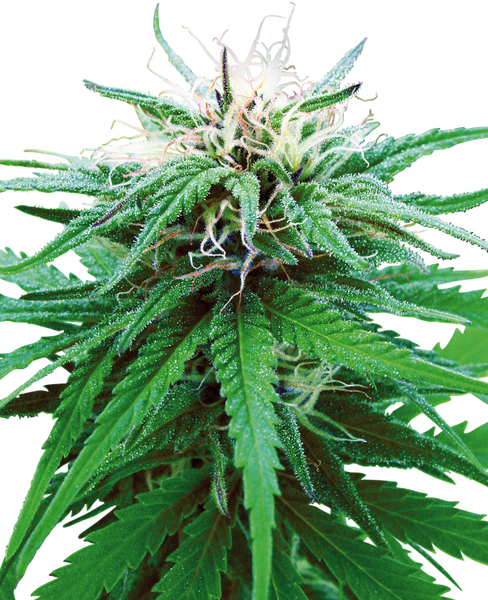 Ruderalis Indica regular cannabis seeds from Sensi Seeds