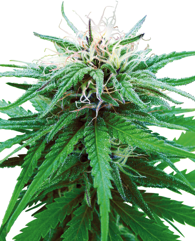 Ruderalis Indica Reguliere zaden wietzaden van Sensi Seeds