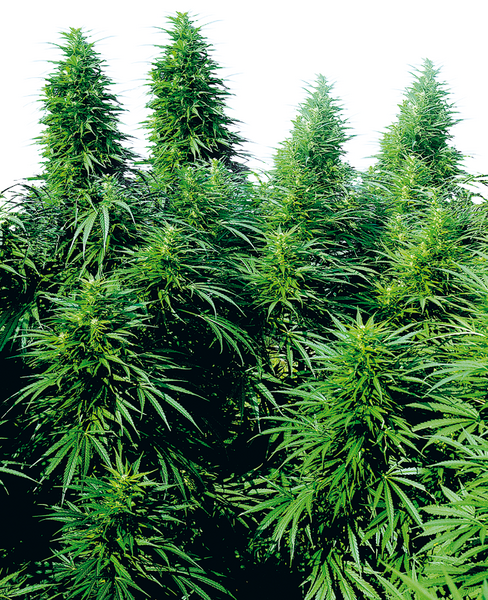 Ruderalis Skunk regular cannabis seeds from Sensi Seeds — indica-dominant