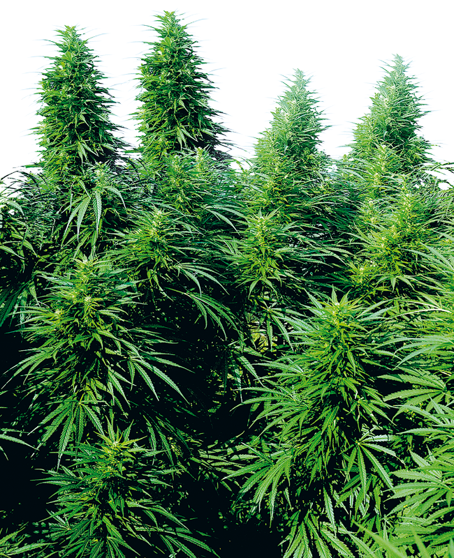 Ruderalis Skunk Reguliere zaden wietzaden van Sensi Seeds — indica-dominant