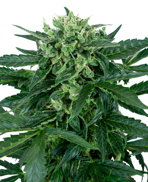 Sensi Amnesia Automatic Zaden Cannabis Samen von Sensi Seeds — autoflower, sativa-dominant