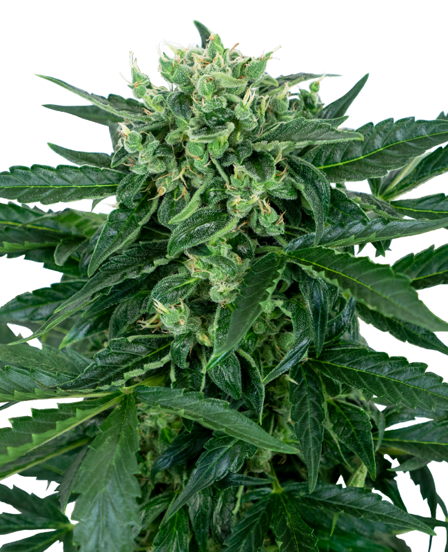 Sensi Amnesia Automatic Zaden wietzaden van Sensi Seeds — autoflower, sativa-dominant