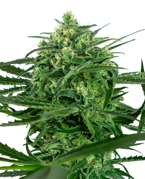 Sensi Amnesia feminized cannabis seeds from Sensi Seeds — sativa-dominant