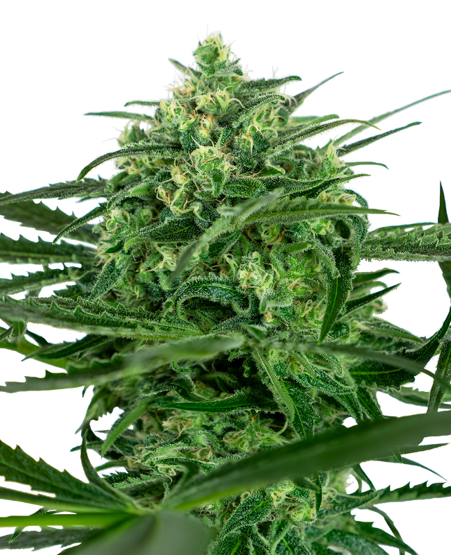 Sensi Amnesia Gefeminiseerde zaden wietzaden van Sensi Seeds — sativa-dominant