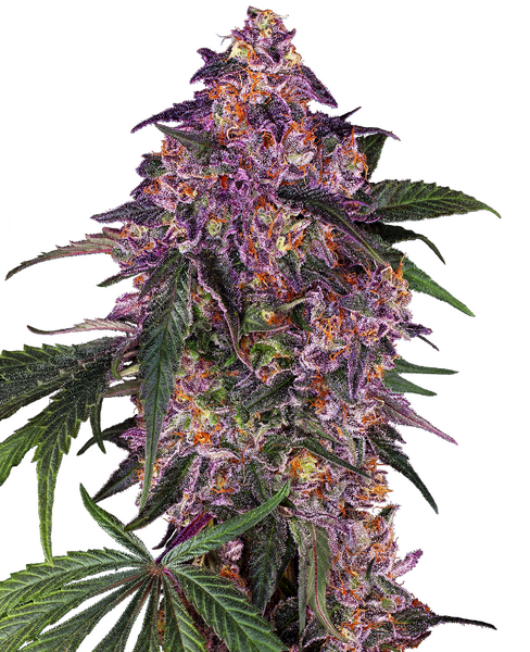 Sensi Purple Kush feminized cannabis seeds from Sensi Seeds — indica-dominant