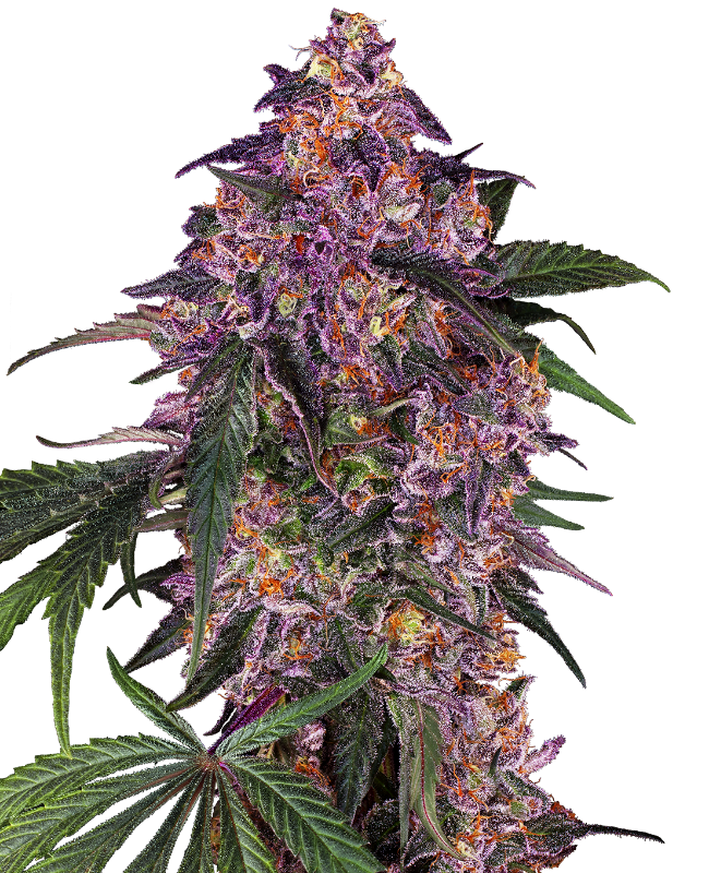 Sensi Purple Kush Gefeminiseerde wietzaden van Sensi Seeds — indica-dominant