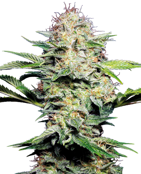 Sensi Skunk Automatic zaden Cannabis Samen von Sensi Seeds — autoflower