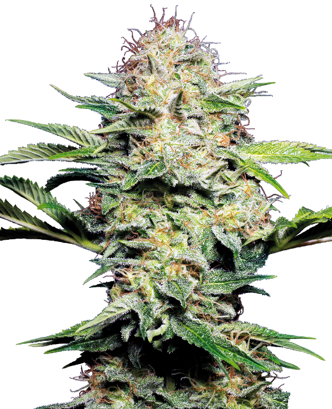 Sensi Skunk Automatic zaden wietzaden van Sensi Seeds — autoflower