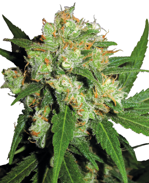 Sensi Skunk feminized cannabis seeds from Sensi Seeds