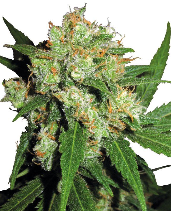 Sensi Skunk Gefeminiseerde zaden wietzaden van Sensi Seeds