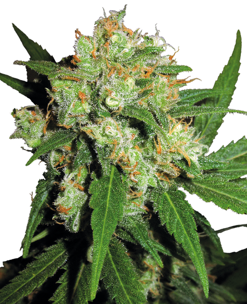 Sensi Skunk reguläre Cannabis Samen von Sensi Seeds